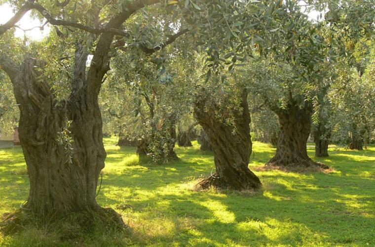 منزل الضيف Laureana Cilento  في Casale Il Gheppio المظهر الخارجي الصورة